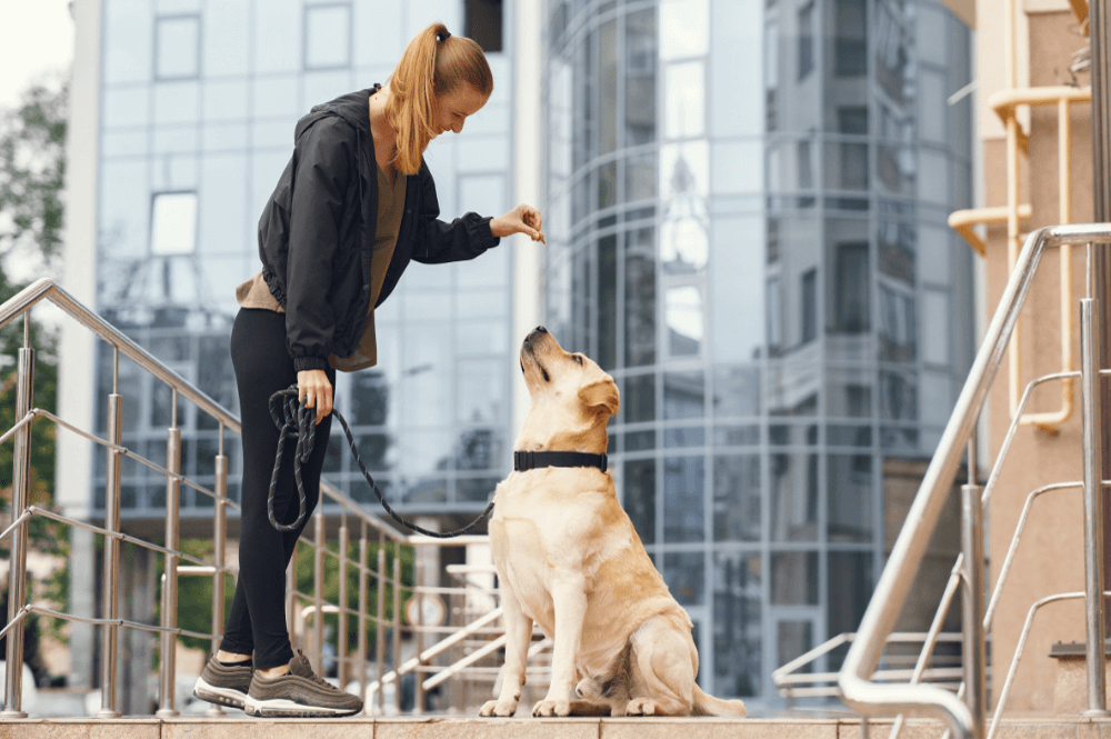 Hundetraining Grundlagen: So erziehen Sie Ihren Hund zu einem besseren Begleiter!