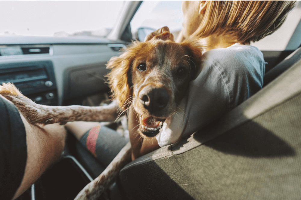 Wie Sie Ihren Hund sicher und stressfrei transportieren Ob zum Tierarzt oder in den Urlaub!