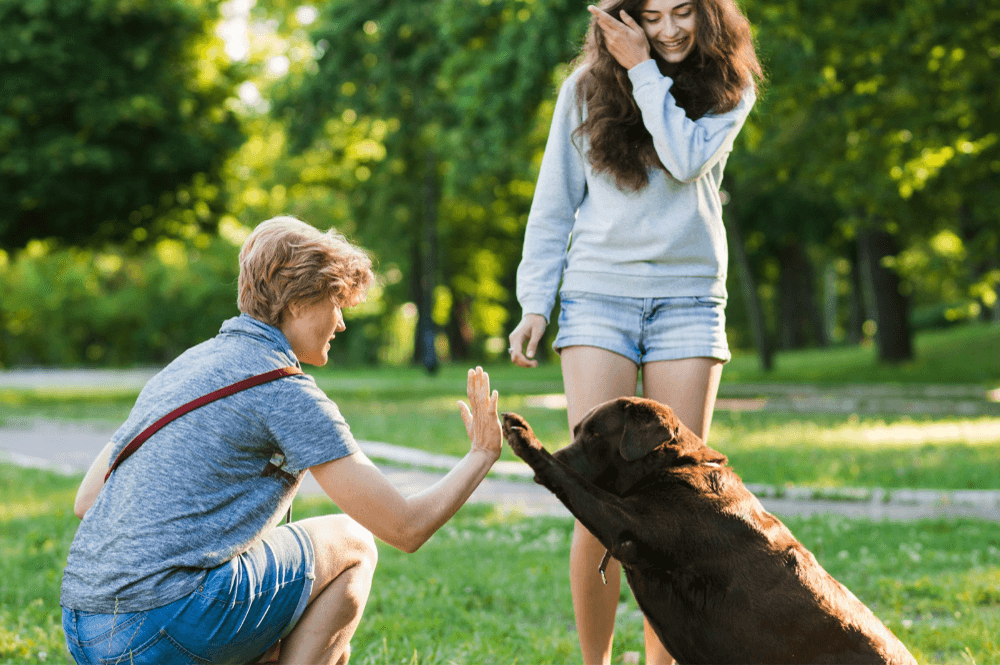 Suchen Hunde wirklich 