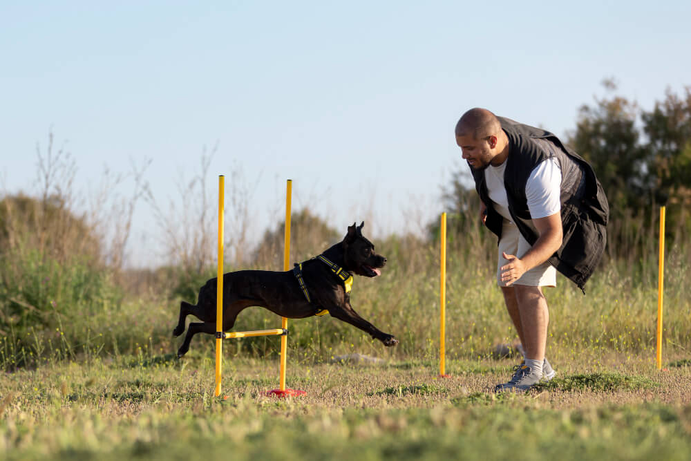 Der Einfluss von Bewegung und Training auf die Gesundheit Ihres Hundes!