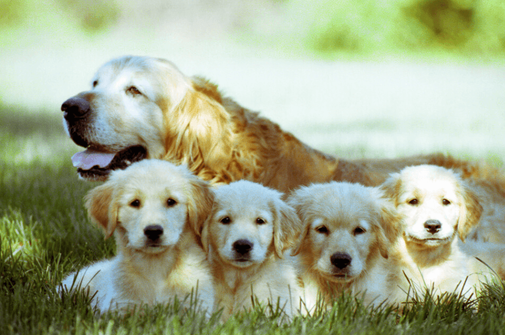 Dackel und Golden Retriever zeugen Nachwuchs: So sehen die Hunde aus!