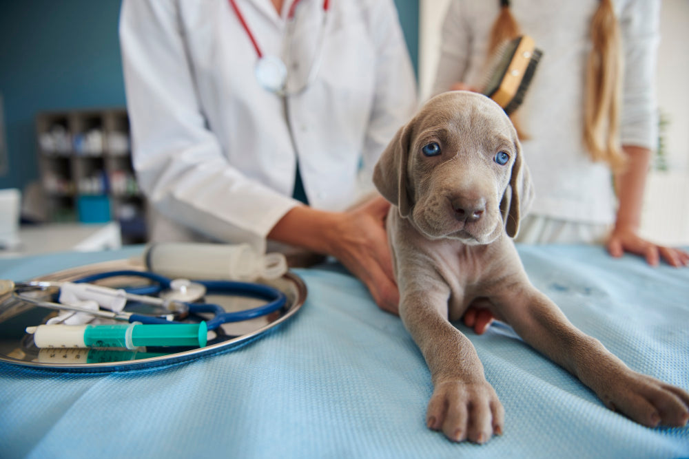 Hitzschlag bei Hunden: 10 Möglichkeiten, um zu verhindern, dass dein Hund diesen Sommer überhitzt!