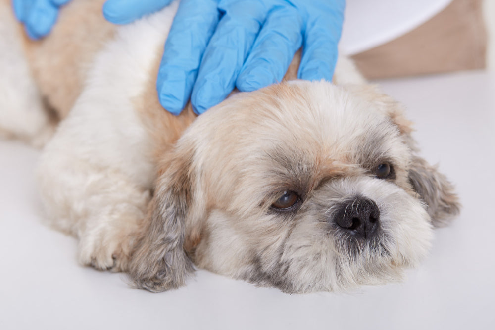 Das Leben eines Hundes retten: Was zu tun ist, wenn Ihr Hund einen Hitzeschlag hat?